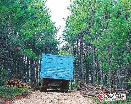 玉龙山林区盗伐青松成风建筑市场高额利润造成盗伐屡禁不止