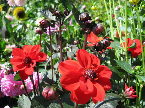 Ͻ԰The Butchart Gardens-Sunken Garden