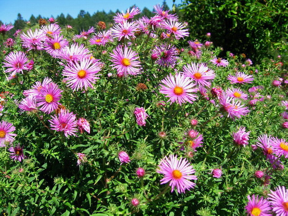 Ͻ԰The Butchart Gardens-Sunken Garden