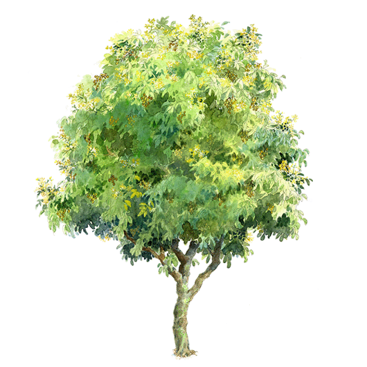 ľֻͼƬ_ֻ濨ͨľͼƬ_԰ľֻ100